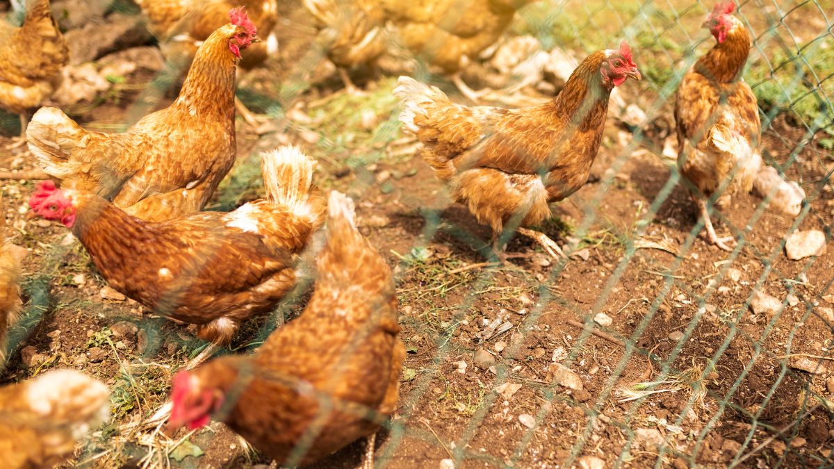 Así afectará la gripe aviar a la subida del precio del huevo