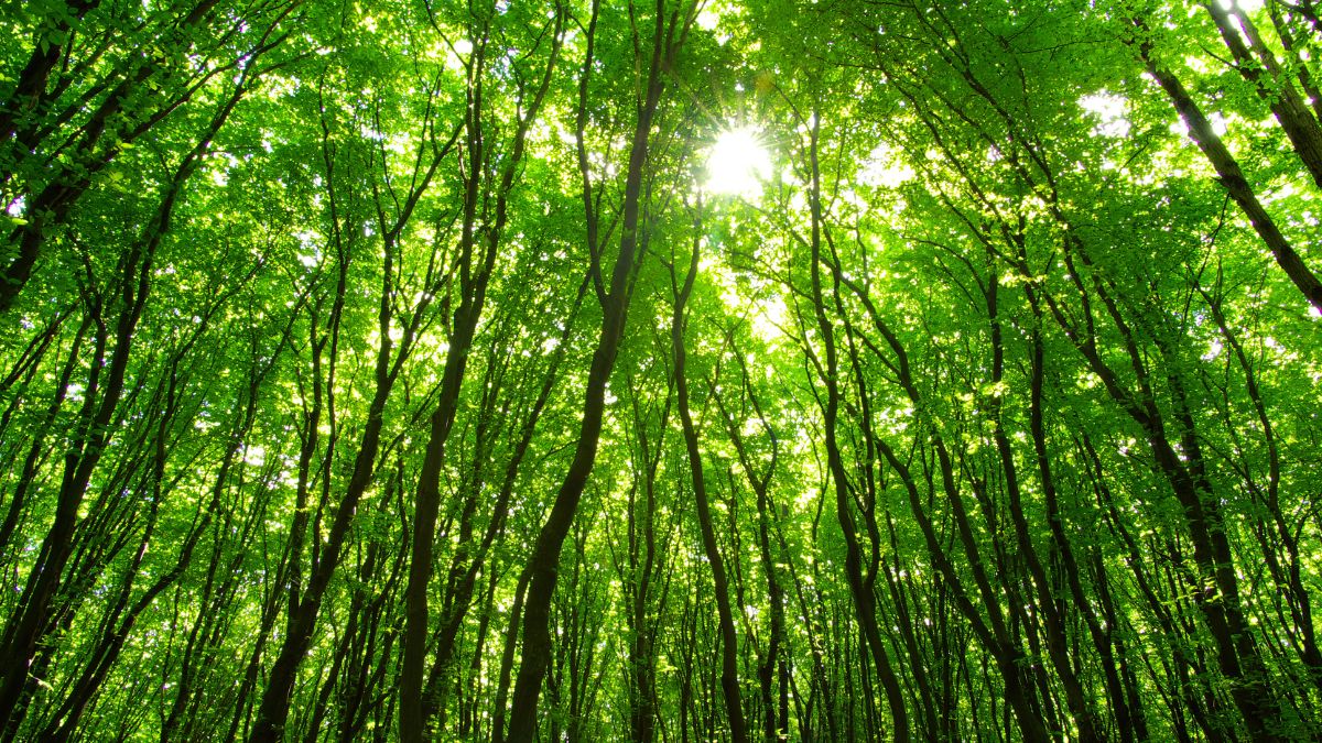 El bosque que es Patrimonio de la Humanidad a una hora de Madrid que tiene lista de espera