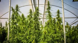 Las empresas de cannabis medicinal de España exportarán el 90% pese a la nueva normativa