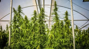 Las empresas de cannabis medicinal de España exportarán el 90% pese a la nueva normativa