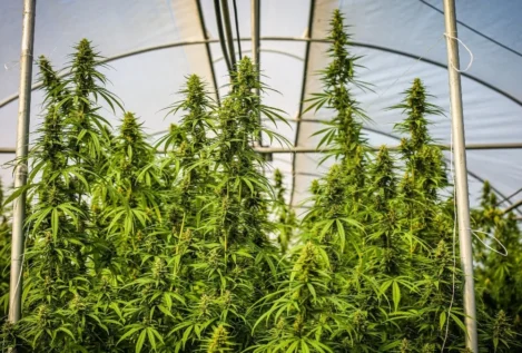 Las empresas de cannabis medicinal de España exportarán el 90% pese a la nueva normativa