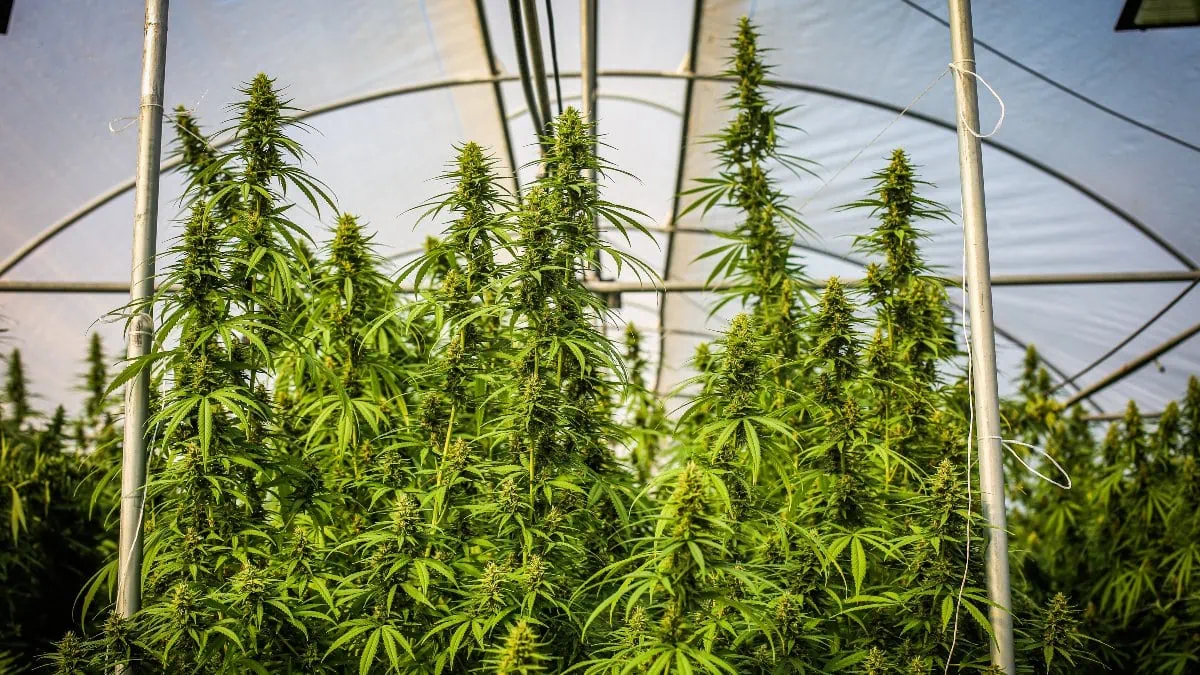 Las empresas de cannabis medicinal de España exportarán el 90% pese a la nueva normativa