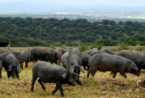 Dos focos de peste porcina en Cataluña bloquean la exportación a 40 países