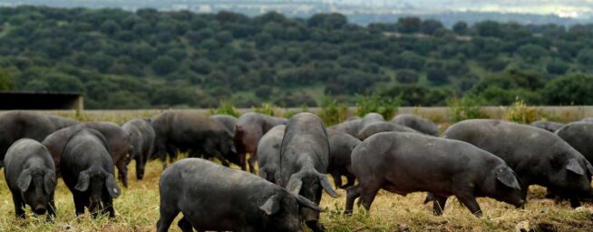 Cataluña investiga si un bocadillo con embutido en mal estado pudo desatar la crisis porcina