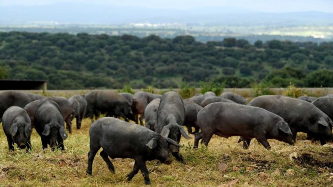 Jabugo carga contra Guijuelo por su jamón 50% ibérico: «Banaliza la figura de calidad»