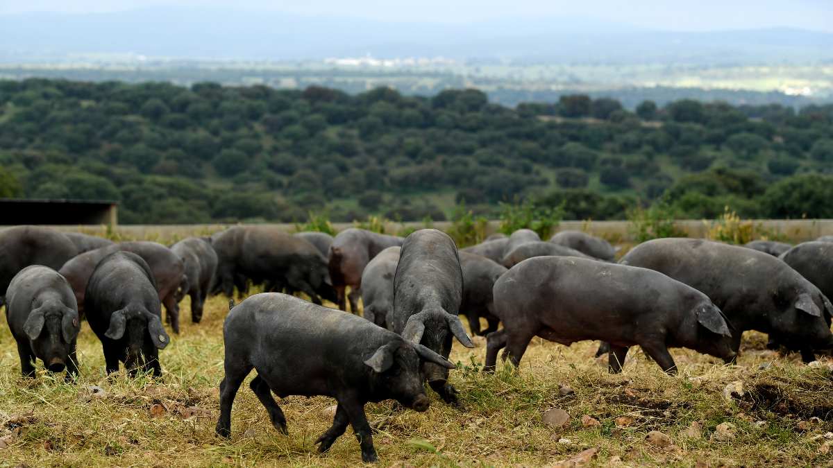 Jabugo carga contra Guijuelo por su jamón 50% ibérico: «Banaliza la figura de calidad»