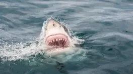 Científicos buscan un tiburón blanco en aguas canadienses: mide 4,3 metros y pesa 745 kilos