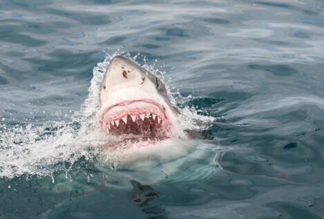 Científicos buscan un tiburón blanco en aguas canadienses: mide 4,3 metros y pesa 745 kilos