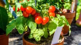 Cinco claves para acelerar el crecimiento de tus plantas de tomates y cosechar con éxito