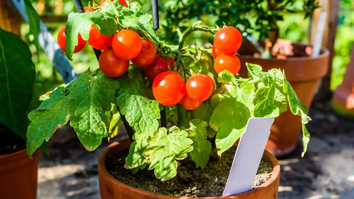 Cinco claves para acelerar el crecimiento de tus plantas de tomates y cosechar con éxito