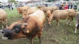La PAC otorga 663 millones adelantados a los agricultores y ganaderos de Castilla y León