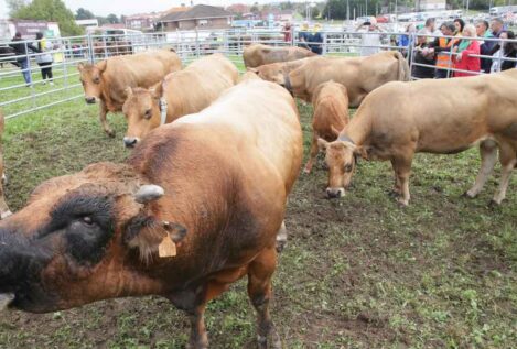 La PAC otorga 663 millones adelantados a los agricultores y ganaderos de Castilla y León