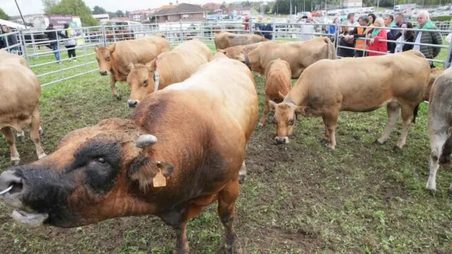 La PAC otorga 663 millones adelantados a los agricultores y ganaderos de Castilla y León