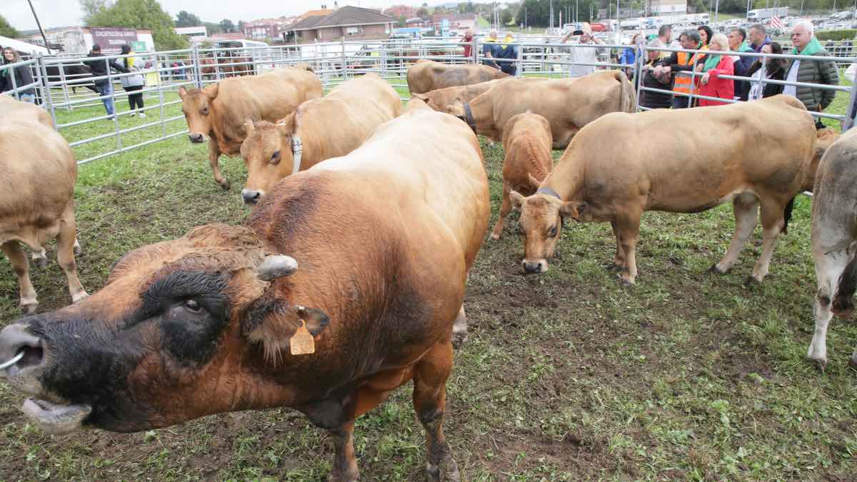 La PAC otorga 663 millones adelantados a los agricultores y ganaderos de Castilla y León