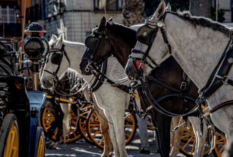 Málaga dice adiós a los coches de caballos... y los animalistas piden seguir el ejemplo