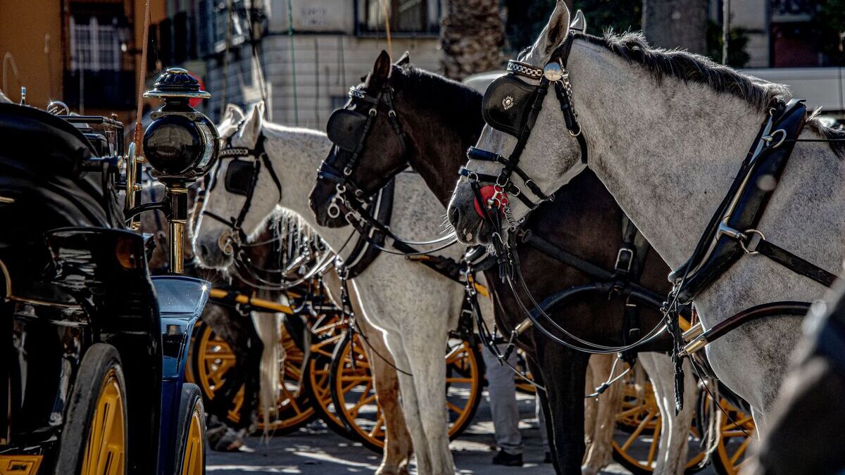 Málaga dice adiós a los coches de caballos… y los animalistas piden seguir el ejemplo