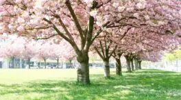 Cuándo se podan los cerezos: la guía perfecta para que salgan las flores en marzo