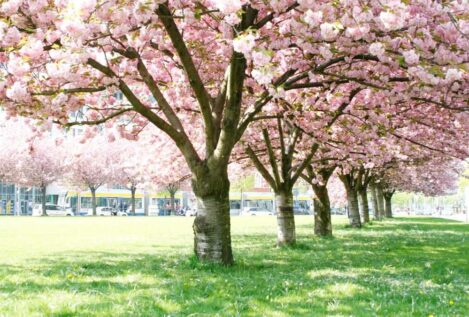 Cuándo se podan los cerezos: la guía perfecta para que salgan las flores en marzo
