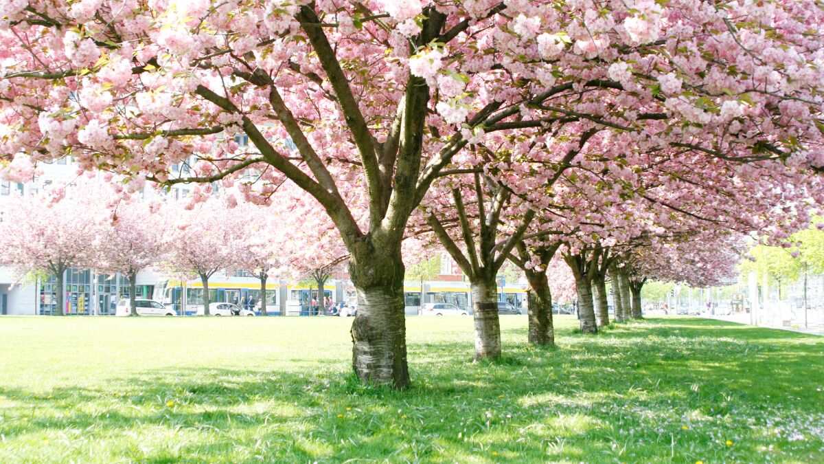 Cuándo se podan los cerezos: la guía perfecta para que salgan las flores en marzo