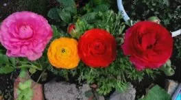 Dónde plantar los ranúnculos en tu jardín para que tengan una abundante y frondosa floración