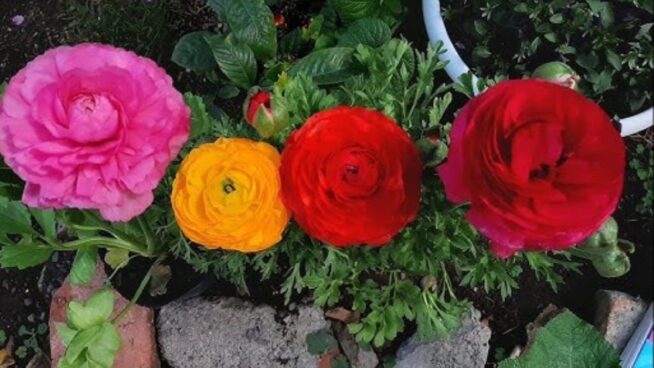 Dónde plantar los ranúnculos en tu jardín para que tengan una abundante y frondosa floración
