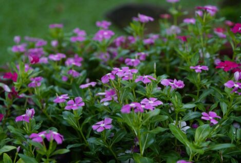 La flor resistente a las heladas que podrás dejar en tu balcón este invierno