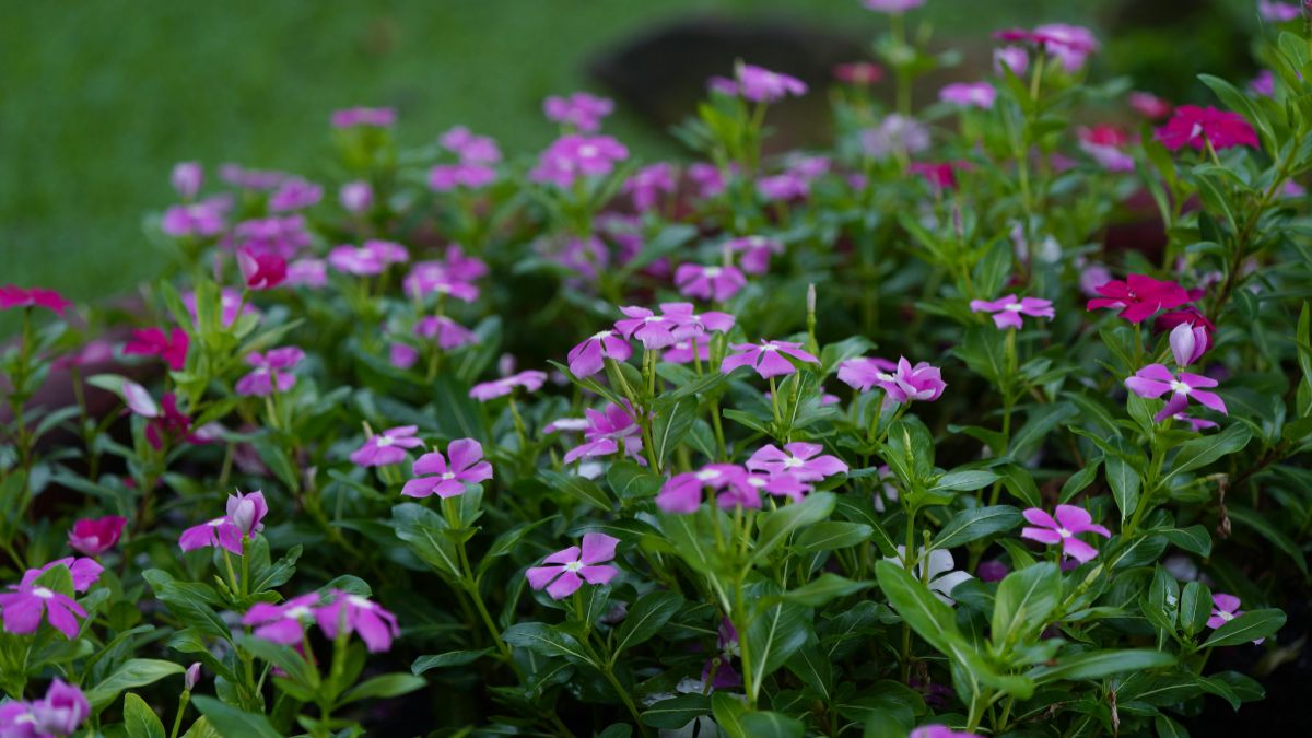 La flor resistente a las heladas que podrás dejar en tu balcón este invierno