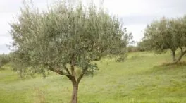 Guía para podar un olivo: este es el tipo de poda que debes hacer según su edad