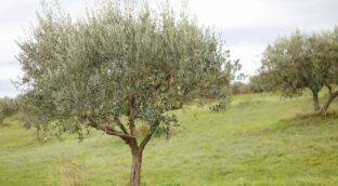 Guía para podar un olivo: este es el tipo de poda que debes hacer según su edad