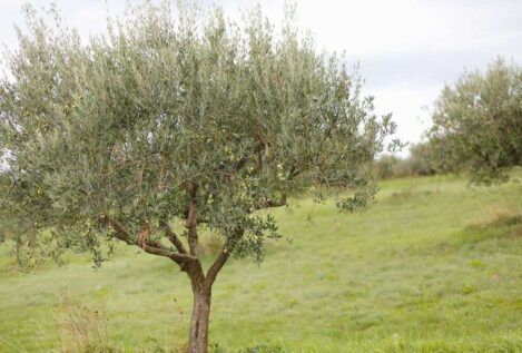 Guía para podar un olivo: este es el tipo de poda que debes hacer según su edad
