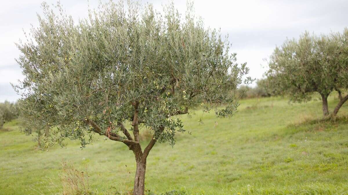 Guía para podar un olivo: este es el tipo de poda que debes hacer según su edad