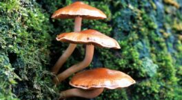Setas comestibles y tóxicas en Galicia: guía para una recogida segura en otoño