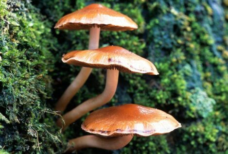 Setas comestibles y tóxicas en Galicia: guía para una recogida segura en otoño