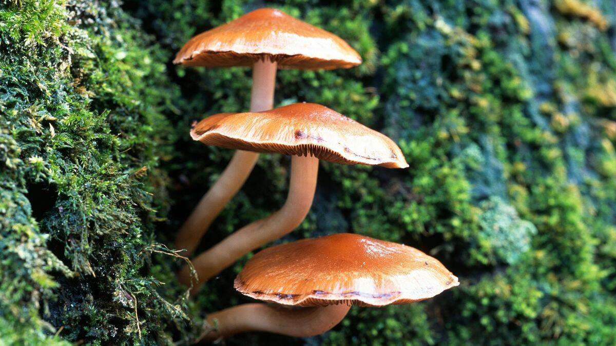 Setas comestibles y tóxicas en Galicia: guía para una recogida segura en otoño