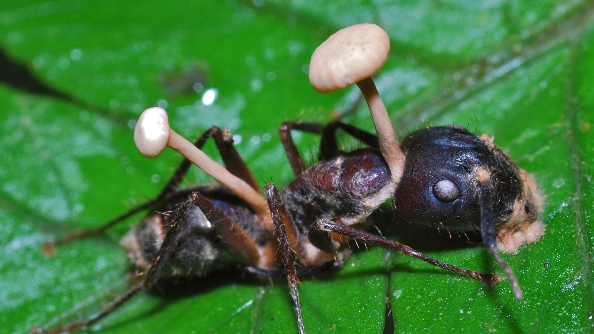 La extraña parafilia de Dominique Pelicot