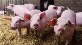 La Junta de Castilla y León  invierte un millón en proyectos tecnológicos del sector porcino