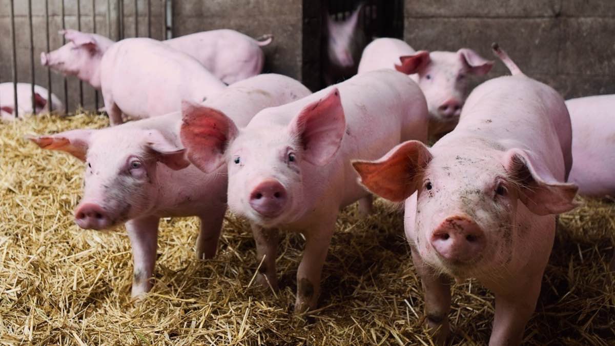 La Junta de Castilla y León  invierte un millón en proyectos tecnológicos del sector porcino