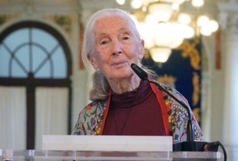 Muere la etóloga británica experta en chimpancés Jane Goodall a los 91 años