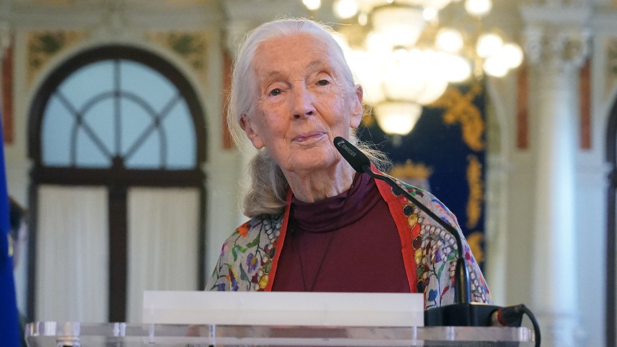 Muere la etóloga británica experta en chimpancés Jane Goodall a los 91 años