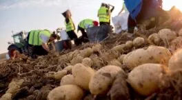 Mercadona comercializa un 29% más de patata procedente de campos de Castilla y León