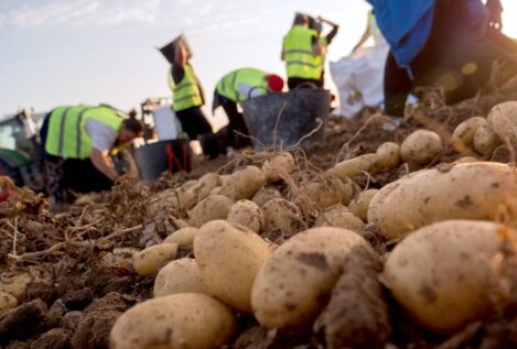 Mercadona comercializa un 29% más de patata procedente de campos de Castilla y León