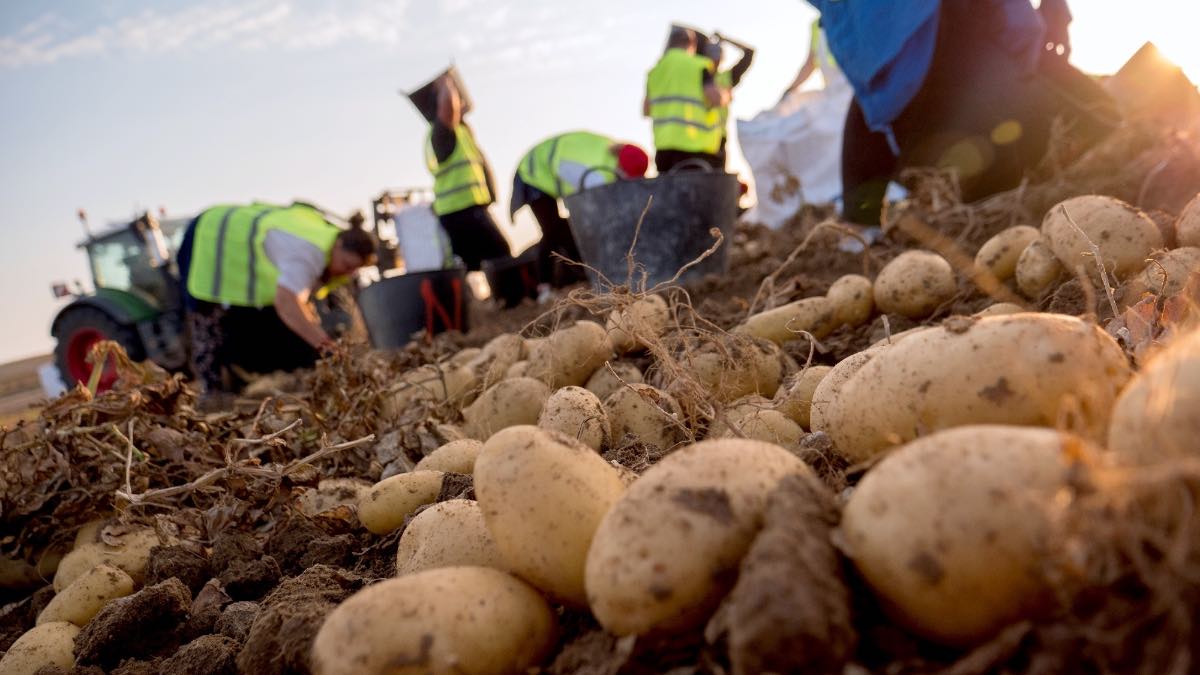 Mercadona comercializa un 29% más de patata procedente de campos de Castilla y León