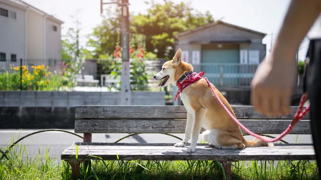 perro-pequeno-mascota-proteger-contaminacion