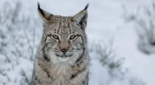 El Pirineo catalán podría recuperar al lince boreal casi un siglo después de su desaparición