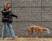 No solo te afecta a ti: cómo debes proteger a tus mascotas de la contaminación
