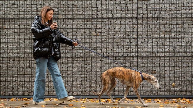 No solo te afecta a ti: cómo debes proteger a tus mascotas de la contaminación
