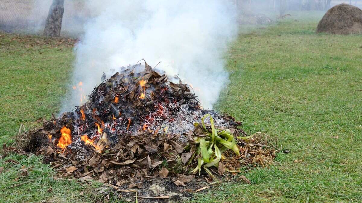 Así puedes pedir permiso para quemar restos de poda en Galicia este otoño