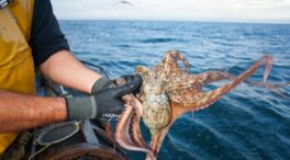El pulpo gallego toma Inglaterra: una invasión sacude la economía local