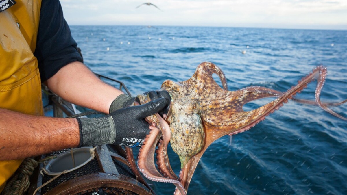 El pulpo gallego toma Inglaterra: una invasión sacude la economía local