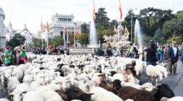 La tradición vuelve a tomar las calles de Madrid en la 32ª Fiesta de la Trashumancia